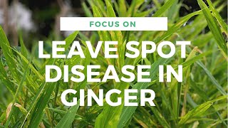 GINGER DISEASE YOU SHOULD WATCH OUT FOR LEAF SPOT DISEASE Ginger [upl. by Ahtelra]