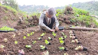 狐狸菜園 墾荒記 3 香蕉樹旁開挖新菜地 翻土施肥種生菜 Reclaiming wasteland and planting lettuces in green mountain [upl. by Faires]