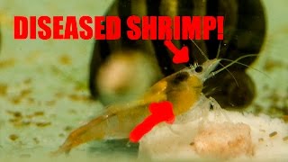 Common Shrimp Disease Discussion and Treatment Protocol [upl. by Euell]