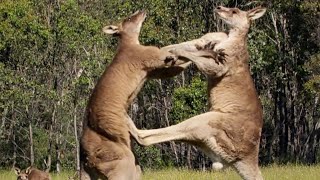 Filming The Kangaroo Boxing Fight  Wild Stories  BBC Earth [upl. by Etnuahc]