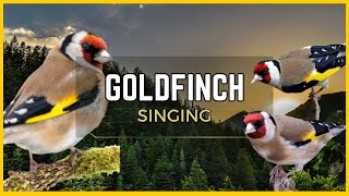 🦜 European Goldfinch 🦜 Learn to sing garden birds and bird sounds [upl. by Ardnot953]