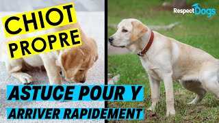 Comment rendre un CHIOT propre RAPIDEMENT [upl. by Pember]