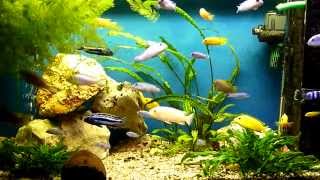 Relax and watching Malawi African Cichlids in HD [upl. by Reppep]