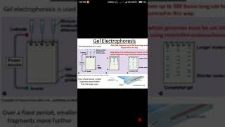 Agarose gel electrophoresis in hindi  Biology solution [upl. by Mont788]