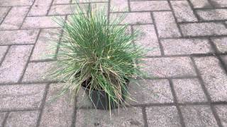 Festuca Glauca [upl. by Belia]