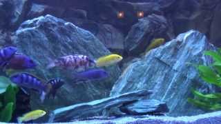 Malawi Fische Buntbarsche in meinem Aquarium  Bodensee [upl. by Ellerred]