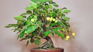 Bonsai Malus evereste 🍎 [upl. by Narrat]