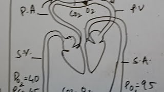 breathing exchange gases respiratory volumes capacities regulation respiration 🫁 transport gases [upl. by Greabe]