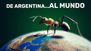 Historias Innecesarias HORMIGAS  De ARGENTINA al MUNDO [upl. by Blus]