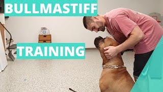 Bullmastiff Training Basic Commands [upl. by Michelina]