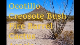 ocotillo creosote bush fire barrel cactus and acacia plant Identification [upl. by Anairuy]