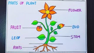 Parts of plant DrawingParts of plant projectParts of plant science projectParts of plant model [upl. by Ilyk]