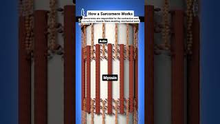 sarcomere works actin and myosin filaments [upl. by Norvall634]