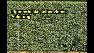 Ligusterhecke selber ziehen – Liguster durch Stecklinge vermehren amp pflanzen  Anleitung [upl. by Matilde]