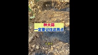 种大蒜注意这两点，出苗齐长势壮，高产丰收大蒜拌种剂大蒜种植种植小技巧 今日三农爆款 新农人计划2024 [upl. by Aiciles]