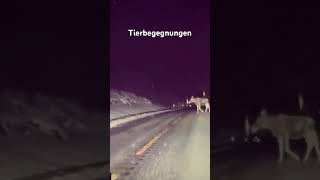 Tierbegegnungen gestern bei Trondheim Elch 🫎 und Reh auf der Straße teslacam [upl. by Padraic]