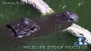 Alligator Eats Python 0101 Narration [upl. by Ecnahoy]