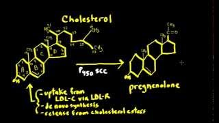 Schneid Guide to Steroid Hormone Synthesis Steroidogenesis [upl. by Talich]