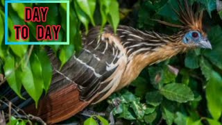 How Baby HOATZIN Grows UpFrom the Hatch Until He Becomes An Adult“Extinction Spices”GLOBMATIC [upl. by Aramen]