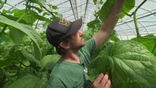 How To Trellis Greenhouse Cucumbers For More Harvests [upl. by Yknarf992]