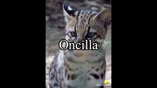 Oncilla [upl. by Neona36]