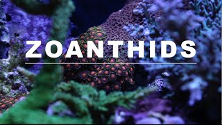 Zoanthids Care Guide [upl. by Irbua]