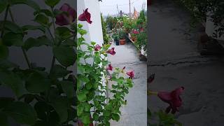 Terrace gardening  allamanda  hibiscus garden hibiscus allamanda terracegarden [upl. by Htrag]