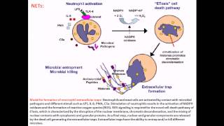 Streptococcus pyogenes infection and disease [upl. by Aicina]