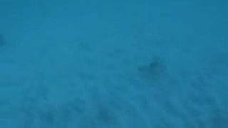 Grebe Birds Diving Underwater [upl. by Amadeo]