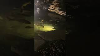 Channel catfish eating at night with koi [upl. by Hellman]