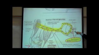 STRETCH REFLEXES by Professor Fink [upl. by Resa]