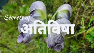 अतिविषा के फायदे  अतीस  Aconitum heterophyllum  Medicinal benefits and home uses [upl. by Kenzi746]