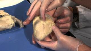 Detailed Sheep Heart Dissection Part I Jr High High School and College Review [upl. by Rodenhouse154]