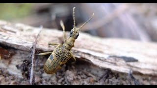 Rhagium mordax  Bockkäfer  Longhorn Beetle [upl. by Ahseen]