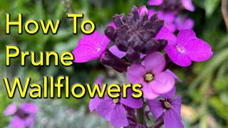 How to Prune Wallflowers Erysimum [upl. by Zitah]