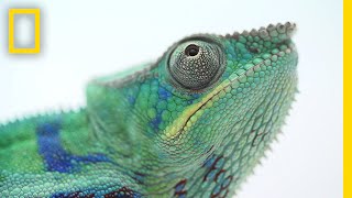 The Illegal and Secretive World of Chameleon Ranching  National Geographic [upl. by Yl]