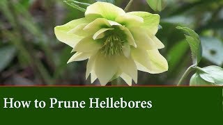 How To Prune Hellebores The Lenton Rose  Basic Care Techniques [upl. by Borroff]