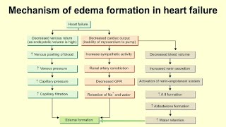 MECHANISM OF EDEMA FORMATION IN HEART FAILURE [upl. by Eirehc]