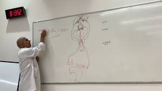 Vertebrobasilar system Neuroanatomy 28 [upl. by Isleana]