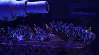 Acropora Prop Tank Update September [upl. by Raab]