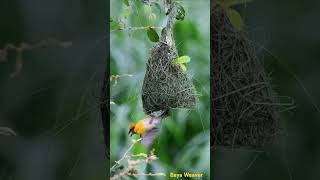 A weaver birds nest [upl. by Enoek64]