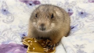 おやつをモグモグ食べるコロンASMR😋🍴Prairie dog eating a snack❤️プレーリードッグ prairiedog eating [upl. by Conlen599]