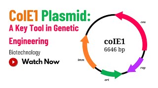 ColE1 Plasmid Structure Function and Applications  Biotechnology 101 Easy Explanation [upl. by Eerpud]