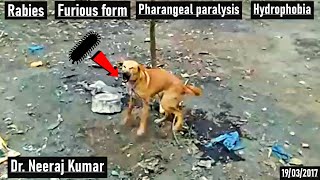 Furious form of rabies in street dog Dog was bitten by rabid dog and stated showing symptoms [upl. by Dimo]