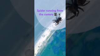 Spider running from the camera funny spider lol spooky spookyseason [upl. by Aihsenrad]