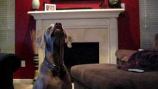 Weimaraner Puppy LOVES Peanut Butter [upl. by Silyhp]