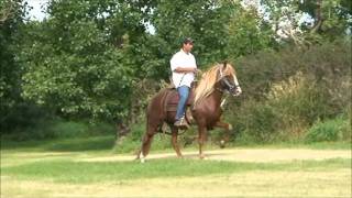 CM Inca Roca Peruvian Paso Stallion 27Aug11wmv [upl. by Rednijar]