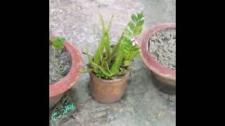 flowers tob like coment subscribe viralvideo [upl. by Colner]