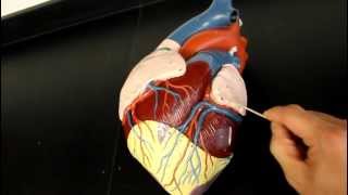 CIRCULATORY SYSTEM ANATOMY Coronary circulation arteries and cardiac veins vessel model description [upl. by Lazaruk]