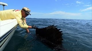 Sailfish Fishing Florida and Catching Cobia Ocean Fishing [upl. by Adnirual]